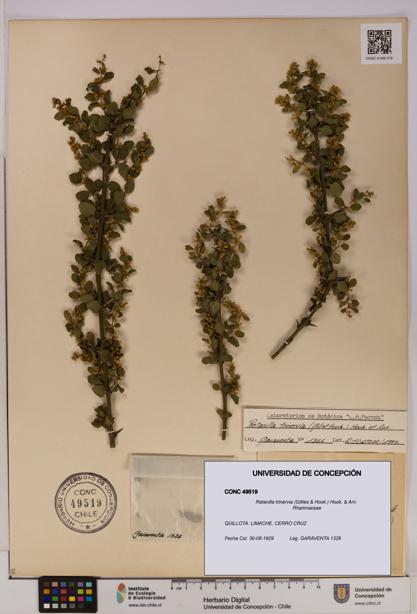 Retanilla trinervia [Espécimen: UDEC:CONC:0049519]