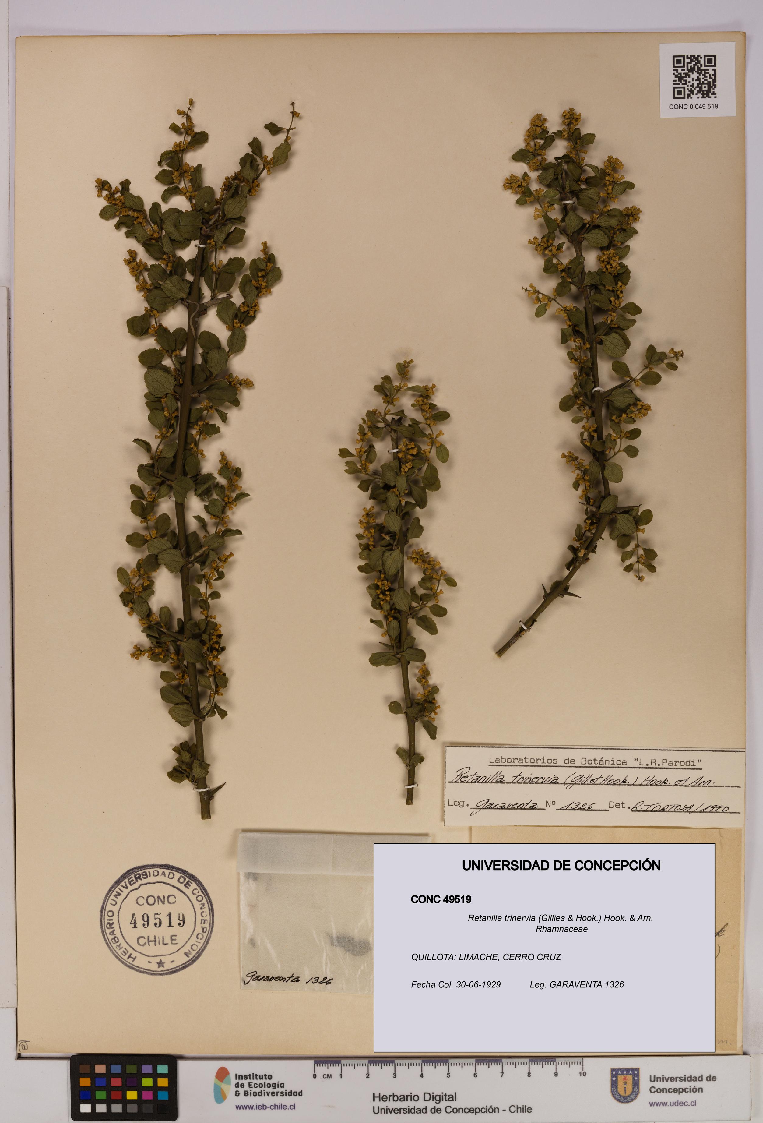 Retanilla trinervia [Espécimen: UDEC:CONC:0049519]