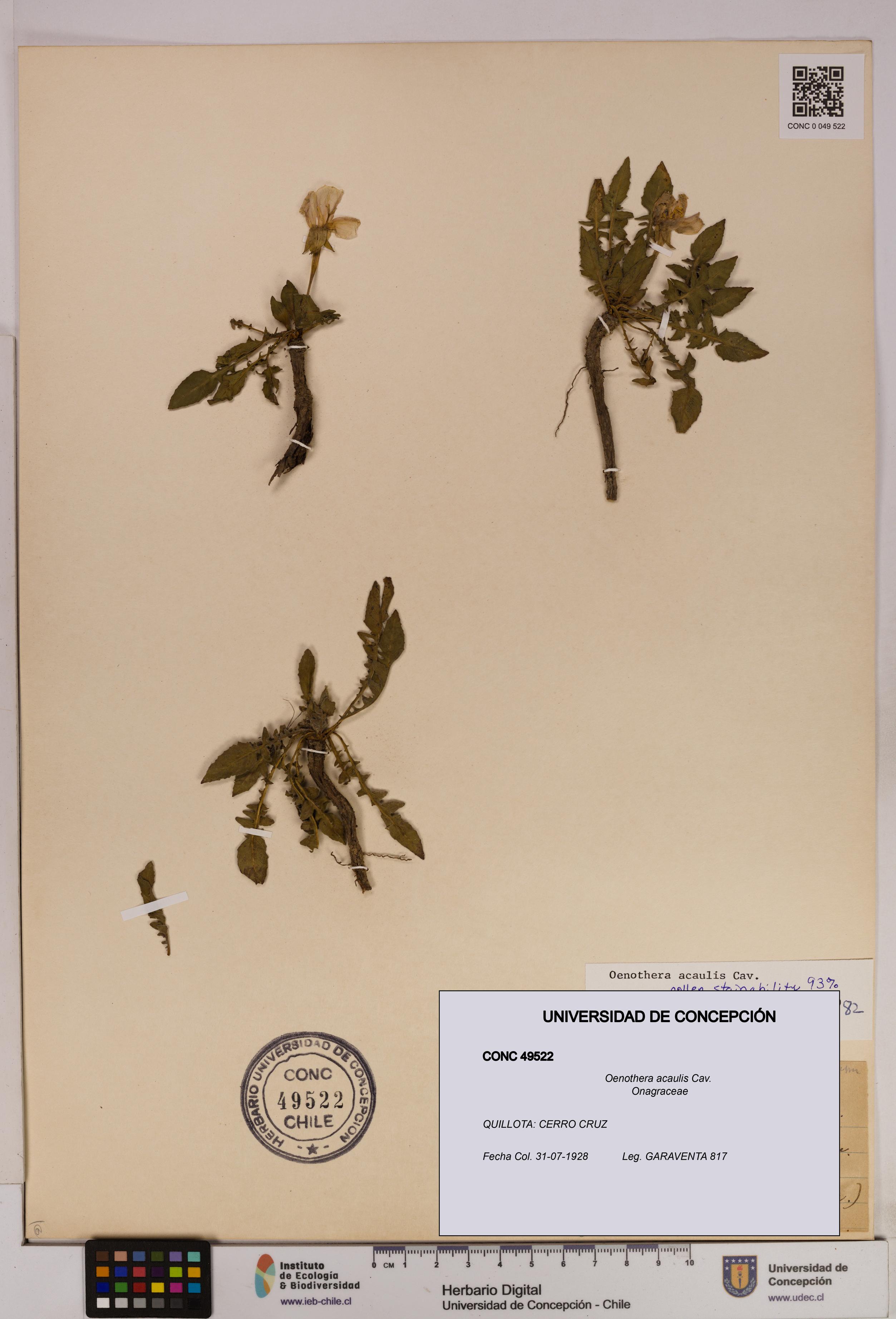 Oenothera acaulis [Espécimen: UDEC:CONC:0049522]