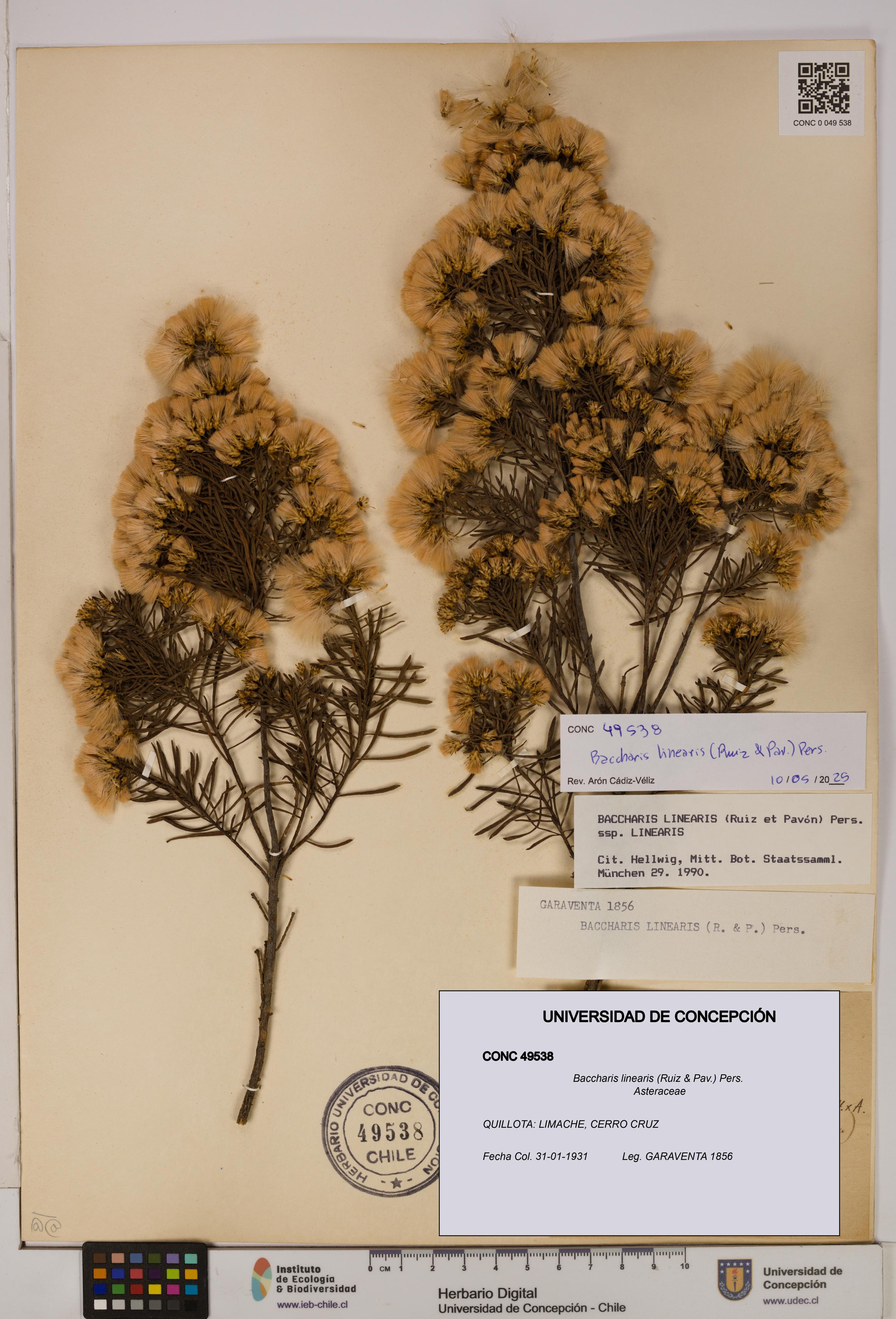 Baccharis linearis [Espécimen: UDEC:CONC:0049538]