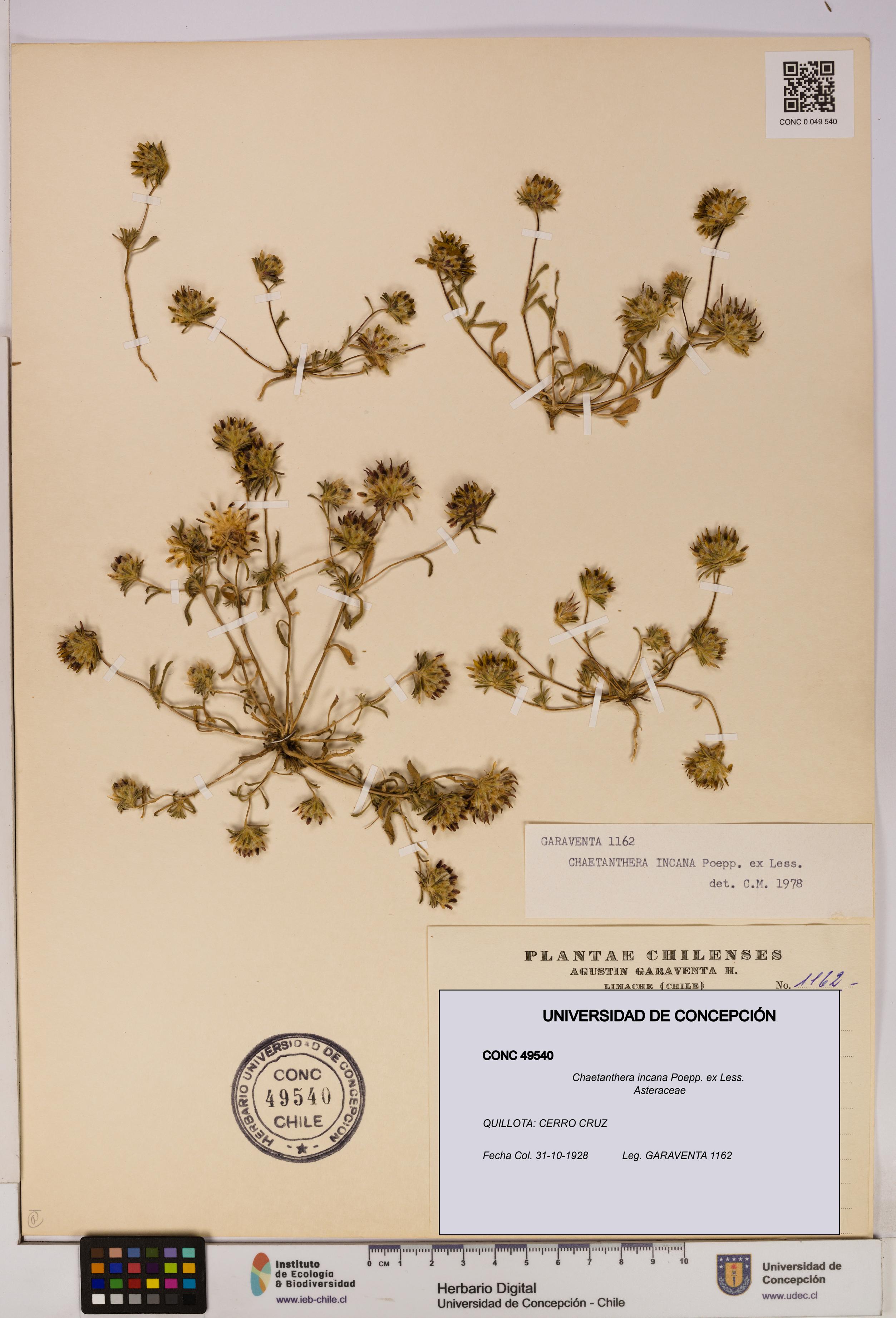 Chaetanthera incana [Espécimen: UDEC:CONC:0049540]