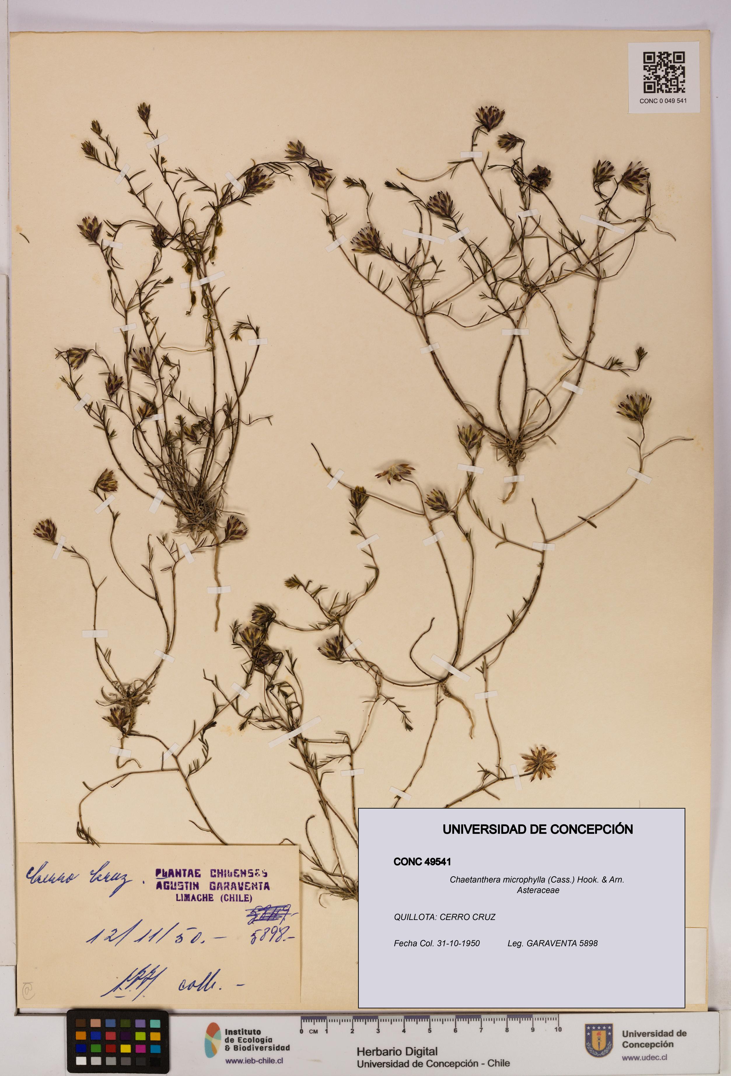 Chaetanthera microphylla [Espécimen: UDEC:CONC:0049541]