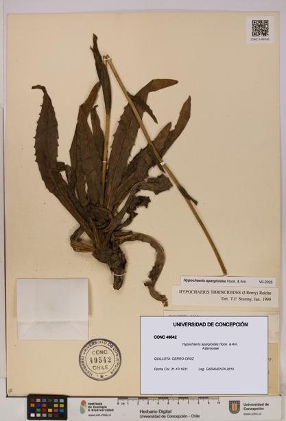 Hypochaeris apargioides [Espécimen: UDEC:CONC:0049542]