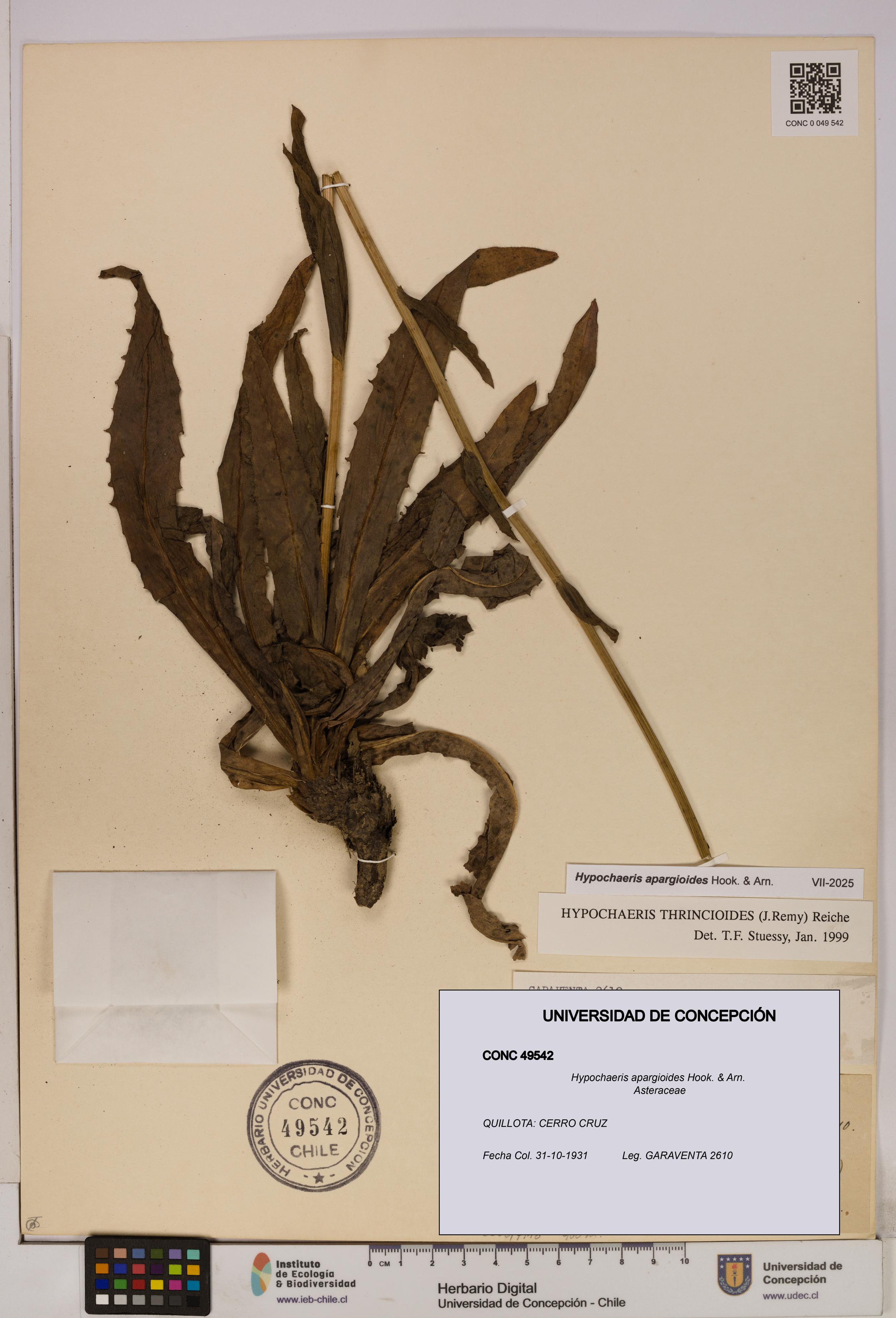 Hypochaeris apargioides [Espécimen: UDEC:CONC:0049542]