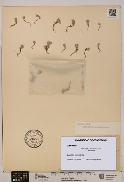 Psilocarphus brevissimus [Espécimen: ]