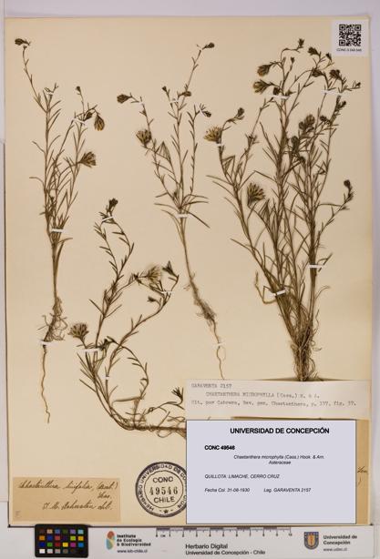 Chaetanthera microphylla [Espécimen: UDEC:CONC:0049546]