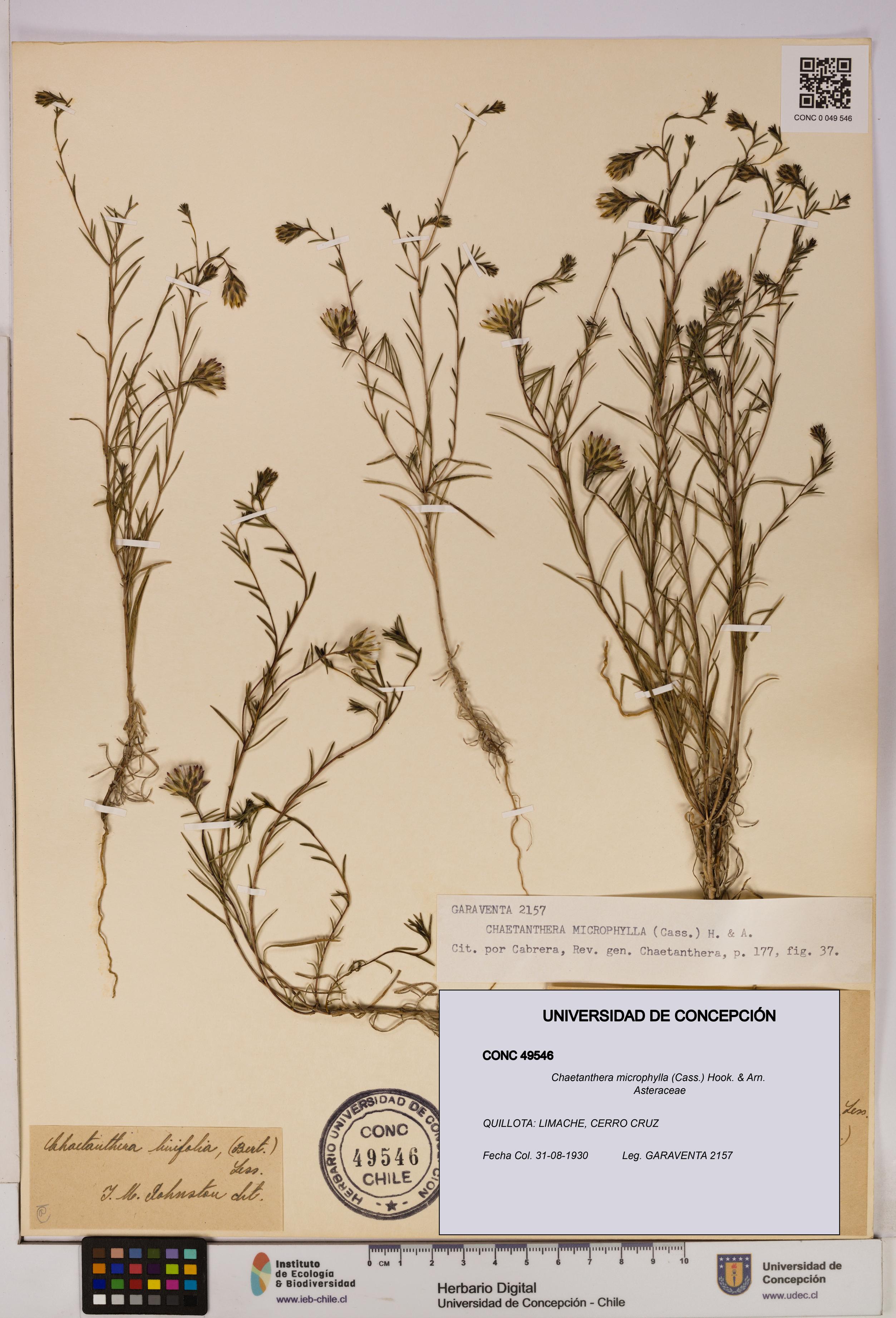 Chaetanthera microphylla [Espécimen: UDEC:CONC:0049546]