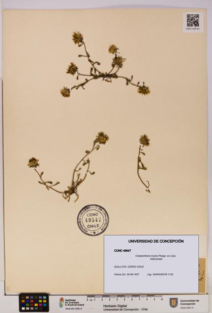 Chaetanthera incana [Espécimen: UDEC:CONC:0049547]