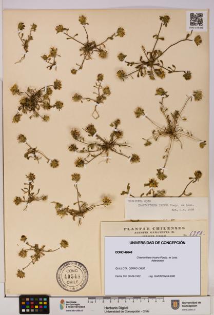 Chaetanthera incana [Espécimen: UDEC:CONC:0049548]