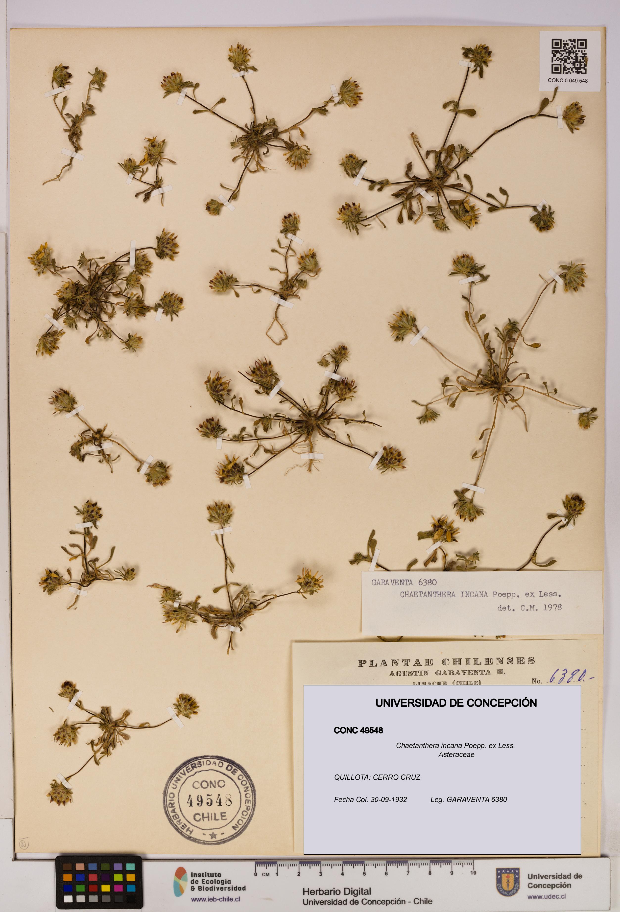 Chaetanthera incana [Espécimen: UDEC:CONC:0049548]