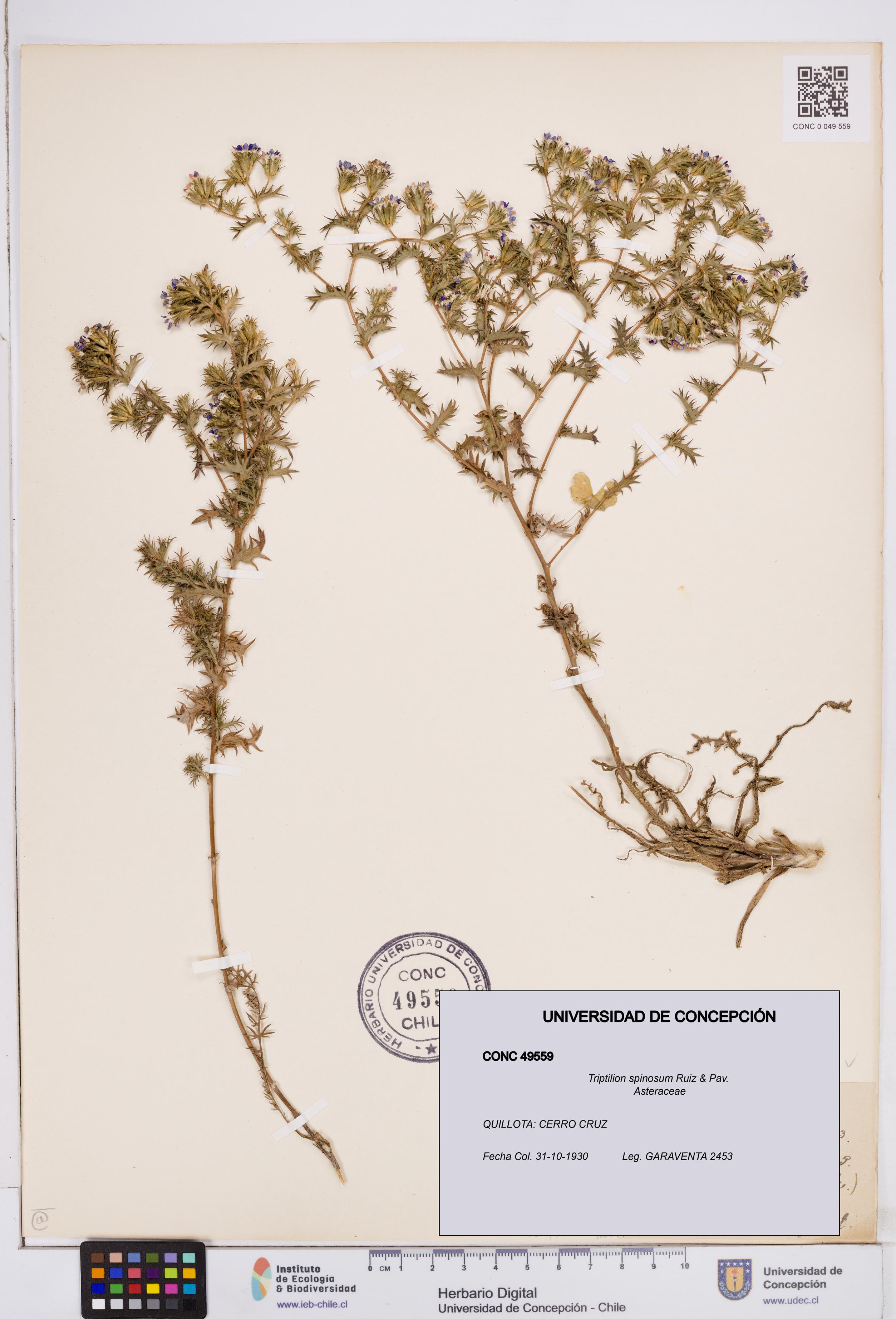 Triptilion spinosum [Espécimen: ]