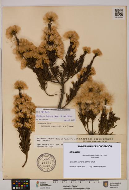 Baccharis linearis [Espécimen: UDEC:CONC:0049560]