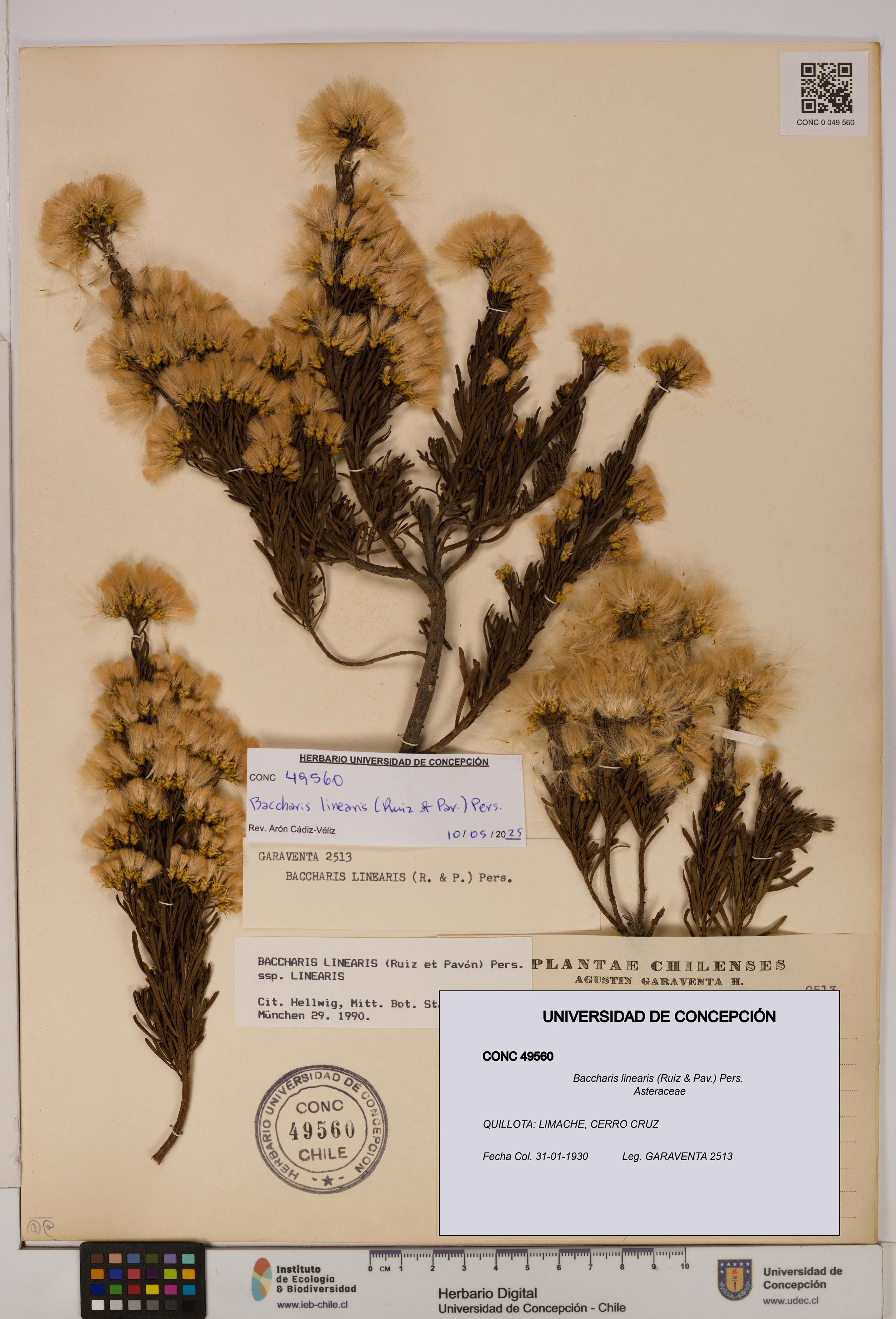 Baccharis linearis [Espécimen: UDEC:CONC:0049560]
