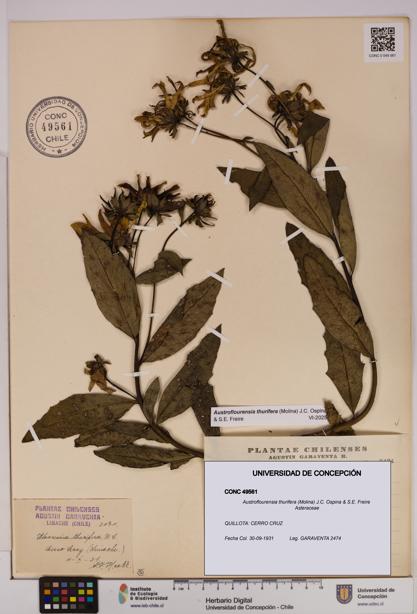 Austroflourensia thurifera [Espécimen: UDEC:CONC:0049561]