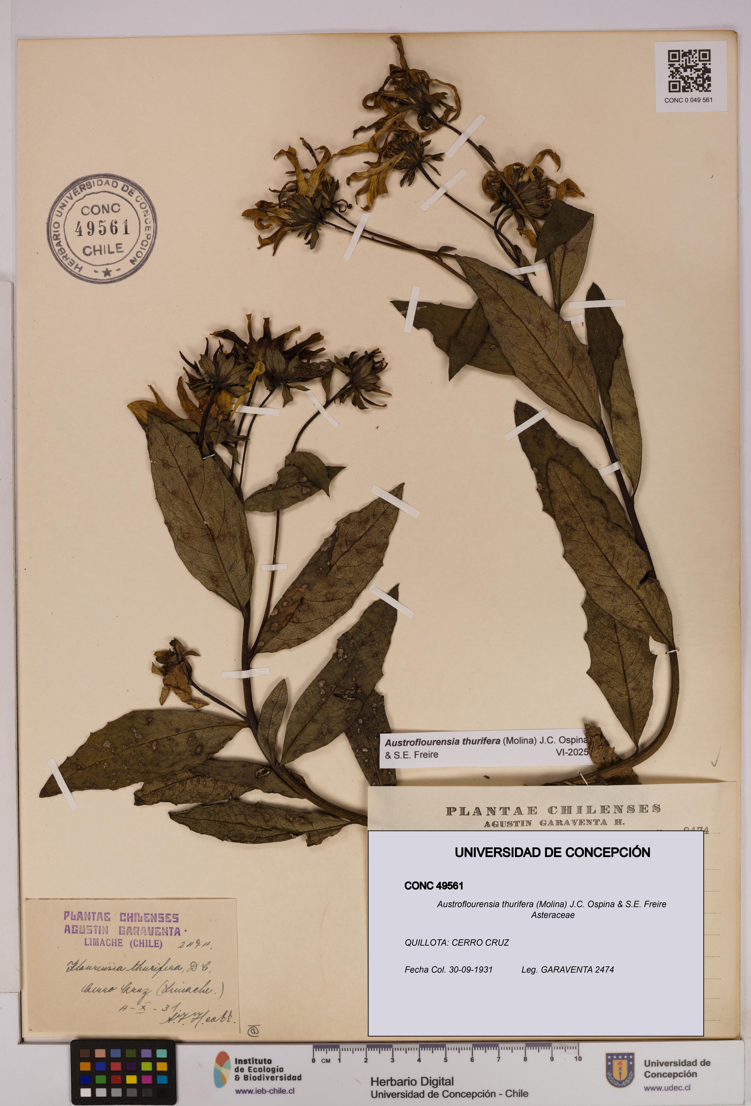 Austroflourensia thurifera [Espécimen: UDEC:CONC:0049561]