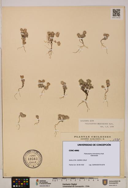 Psilocarphus brevissimus [Espécimen: ]