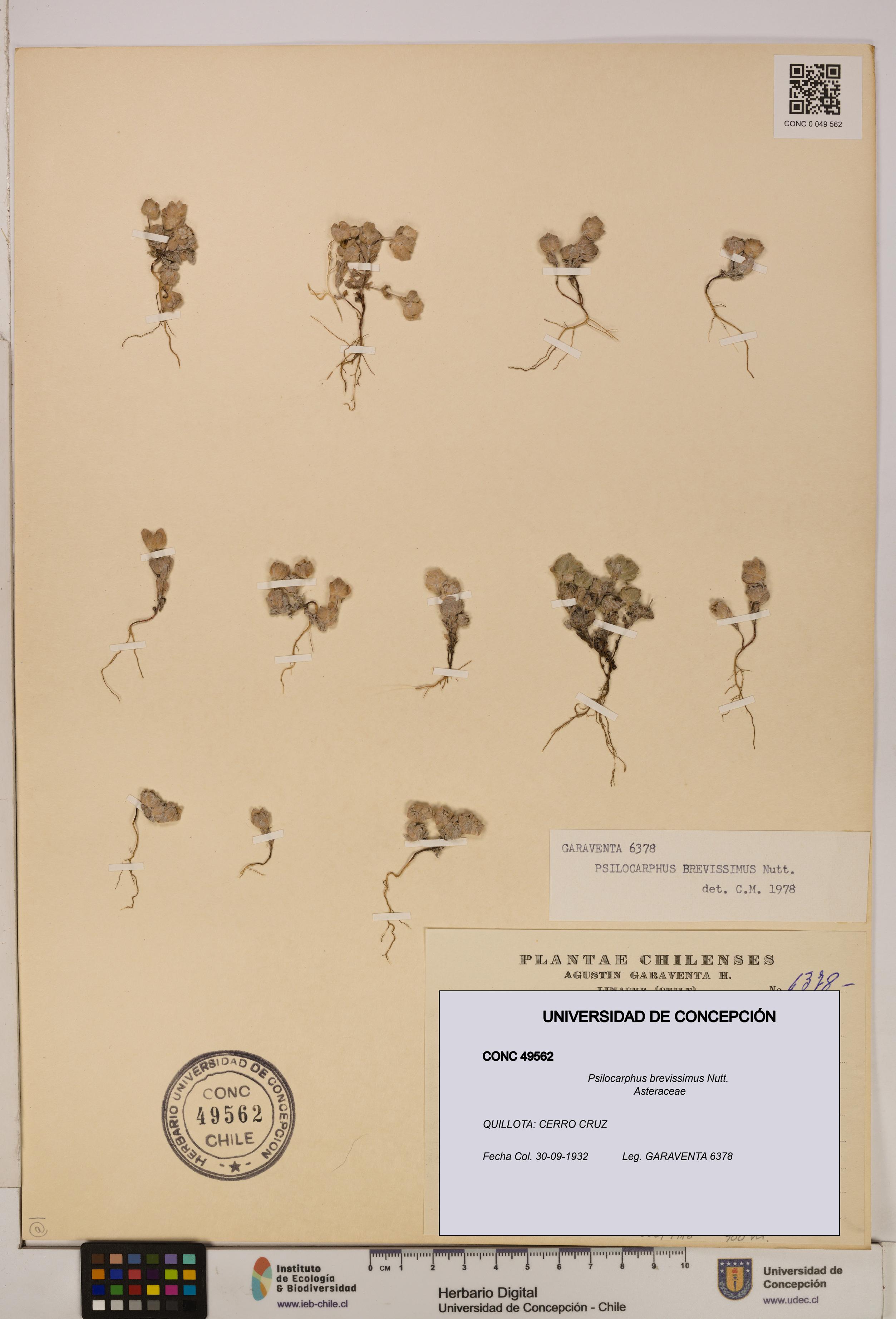 Psilocarphus brevissimus [Espécimen: ]
