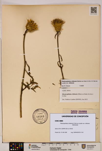 Plectocephalus chilensis [Espécimen: ]