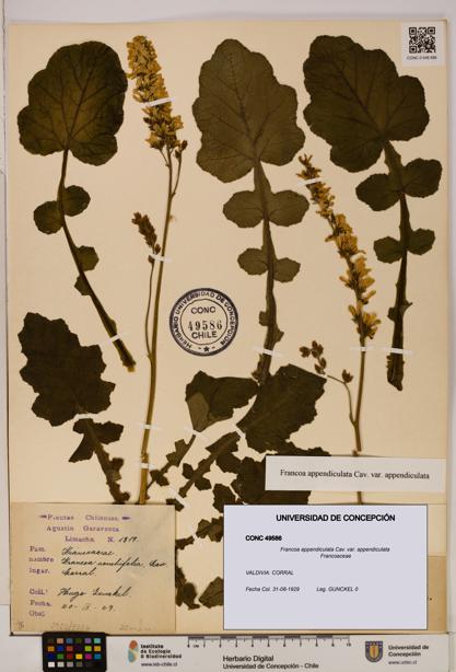 Francoa appendiculata [Espécimen: ]