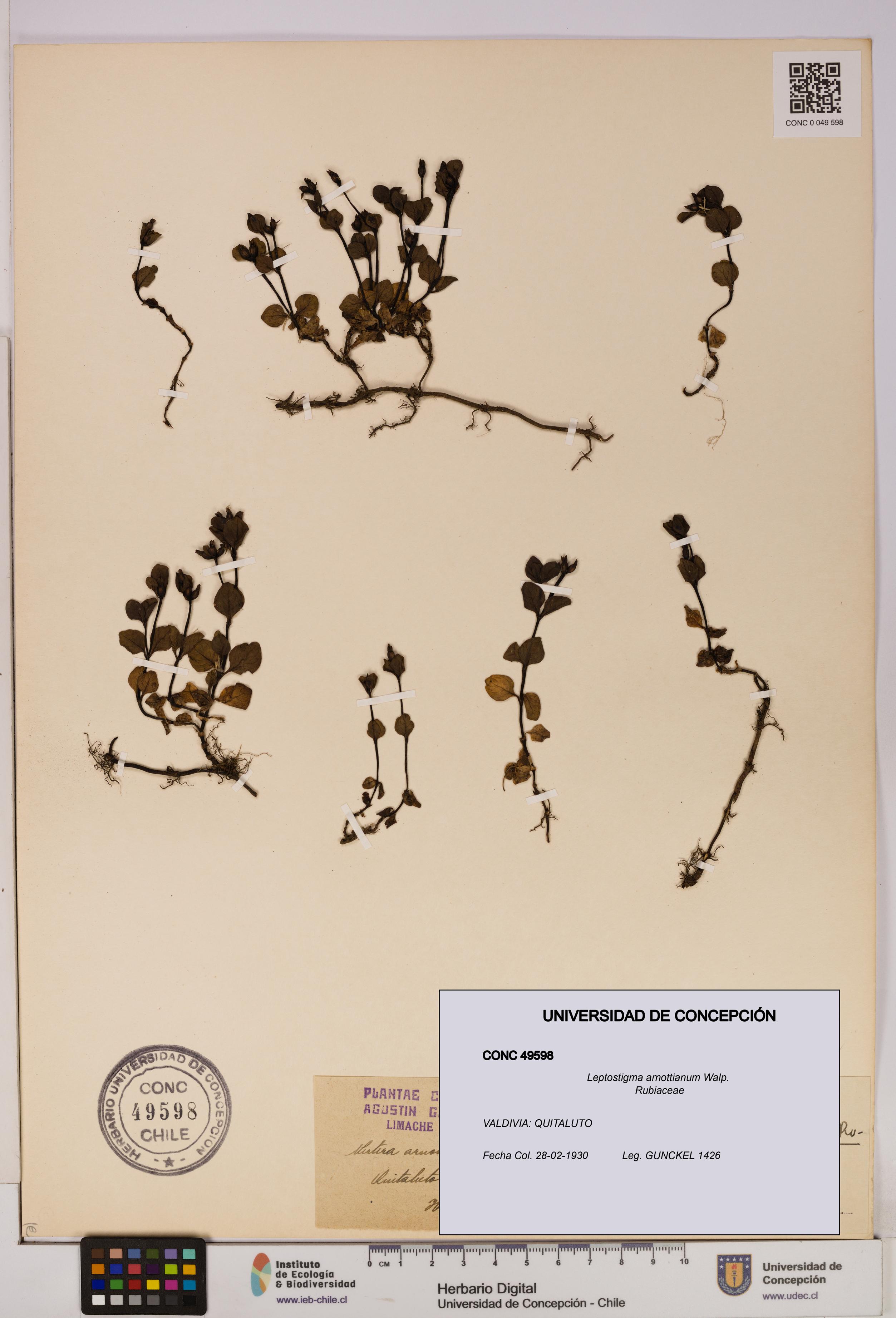 Leptostigma arnottianum [Espécimen: UDEC:CONC:0049598]