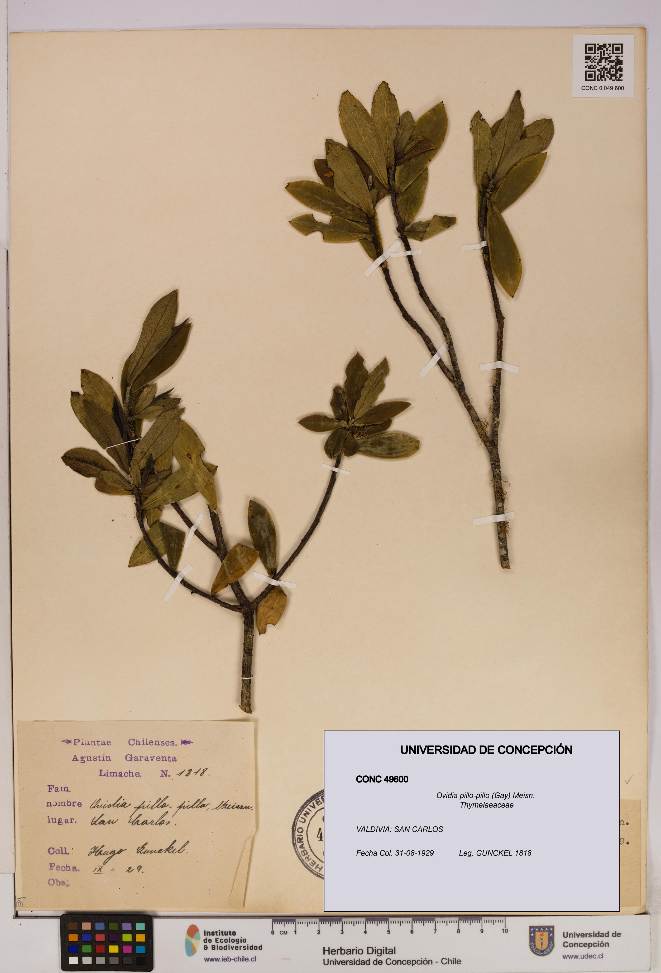 Ovidia pillo-pillo [Espécimen: UDEC:CONC:0049600]