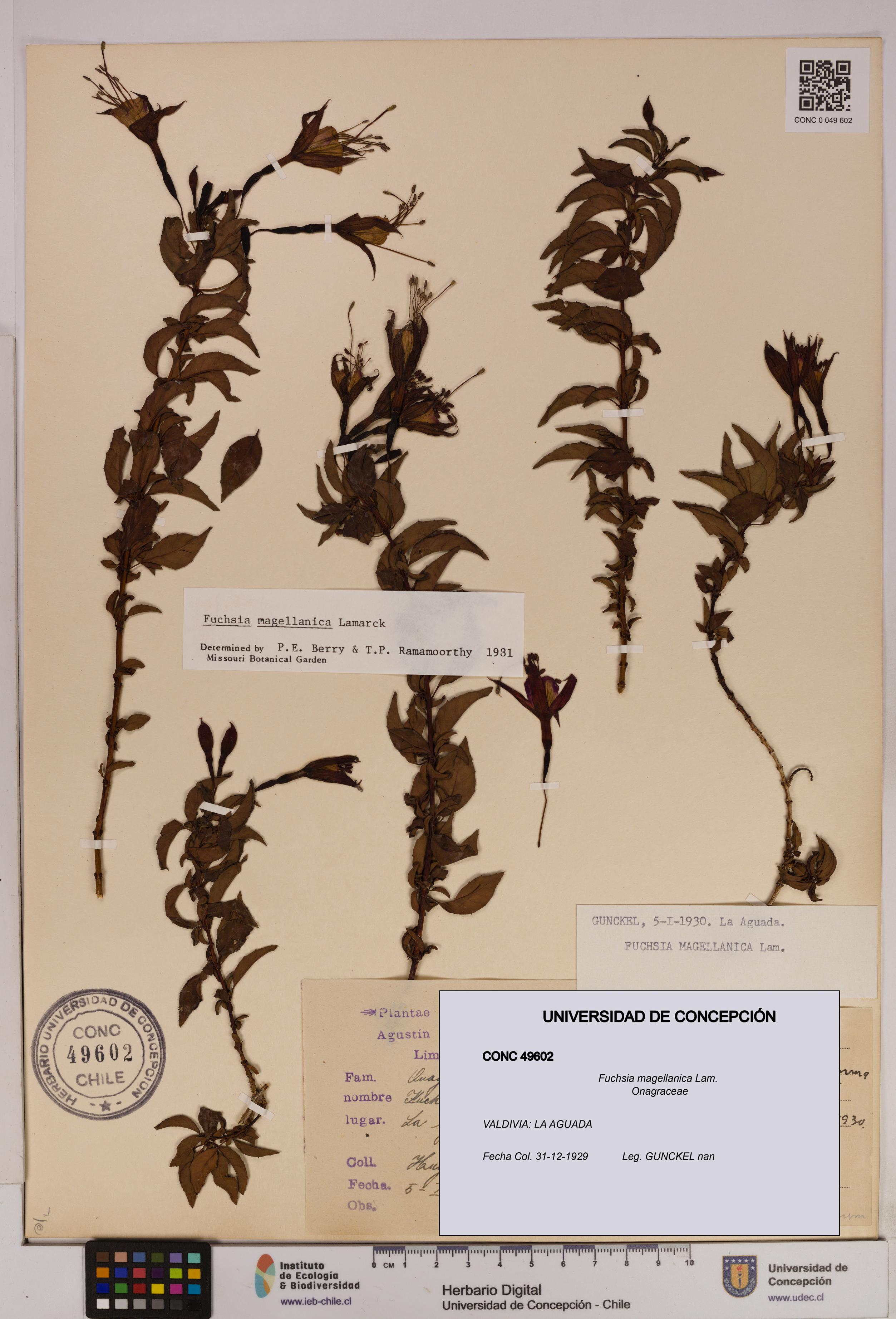 Fuchsia magellanica [Espécimen: UDEC:CONC:0049602]