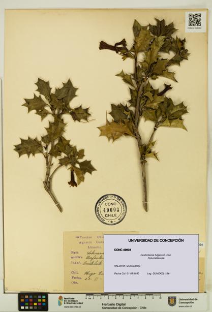 Desfontainia fulgens [Espécimen: UDEC:CONC:0049603]