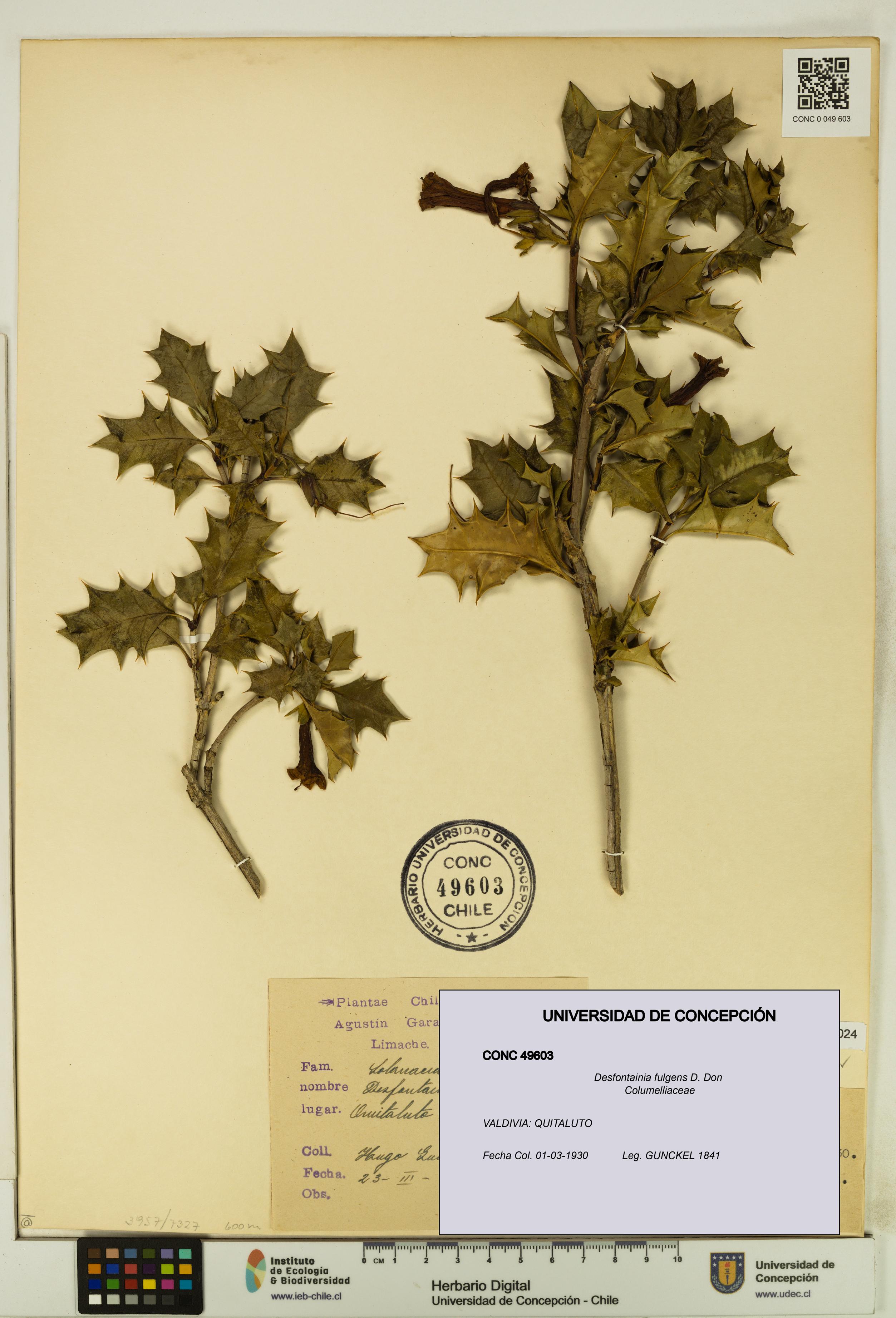 Desfontainia fulgens [Espécimen: UDEC:CONC:0049603]