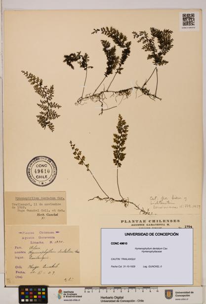 Hymenophyllum dentatum [Espécimen: UDEC:CONC:0049610]
