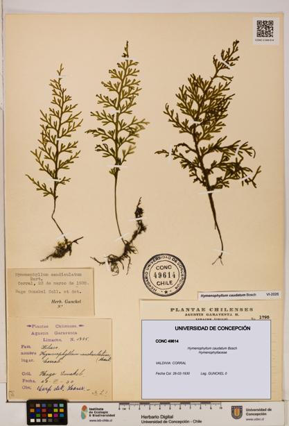 Hymenophyllum caudatum [Espécimen: UDEC:CONC:0049614]