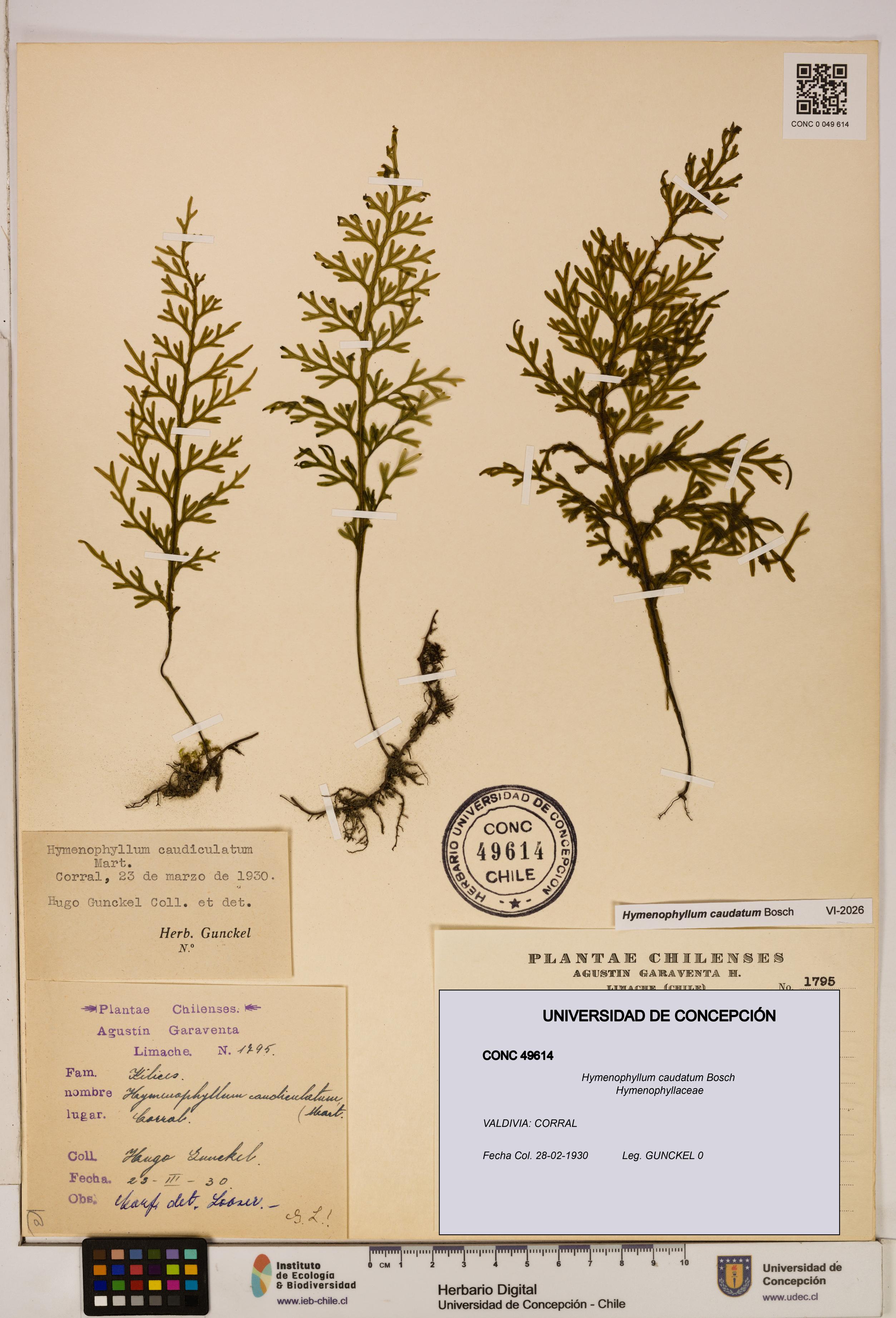 Hymenophyllum caudatum [Espécimen: UDEC:CONC:0049614]
