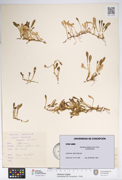 Goodenia radicans [Espécimen: UDEC:CONC:0049636]