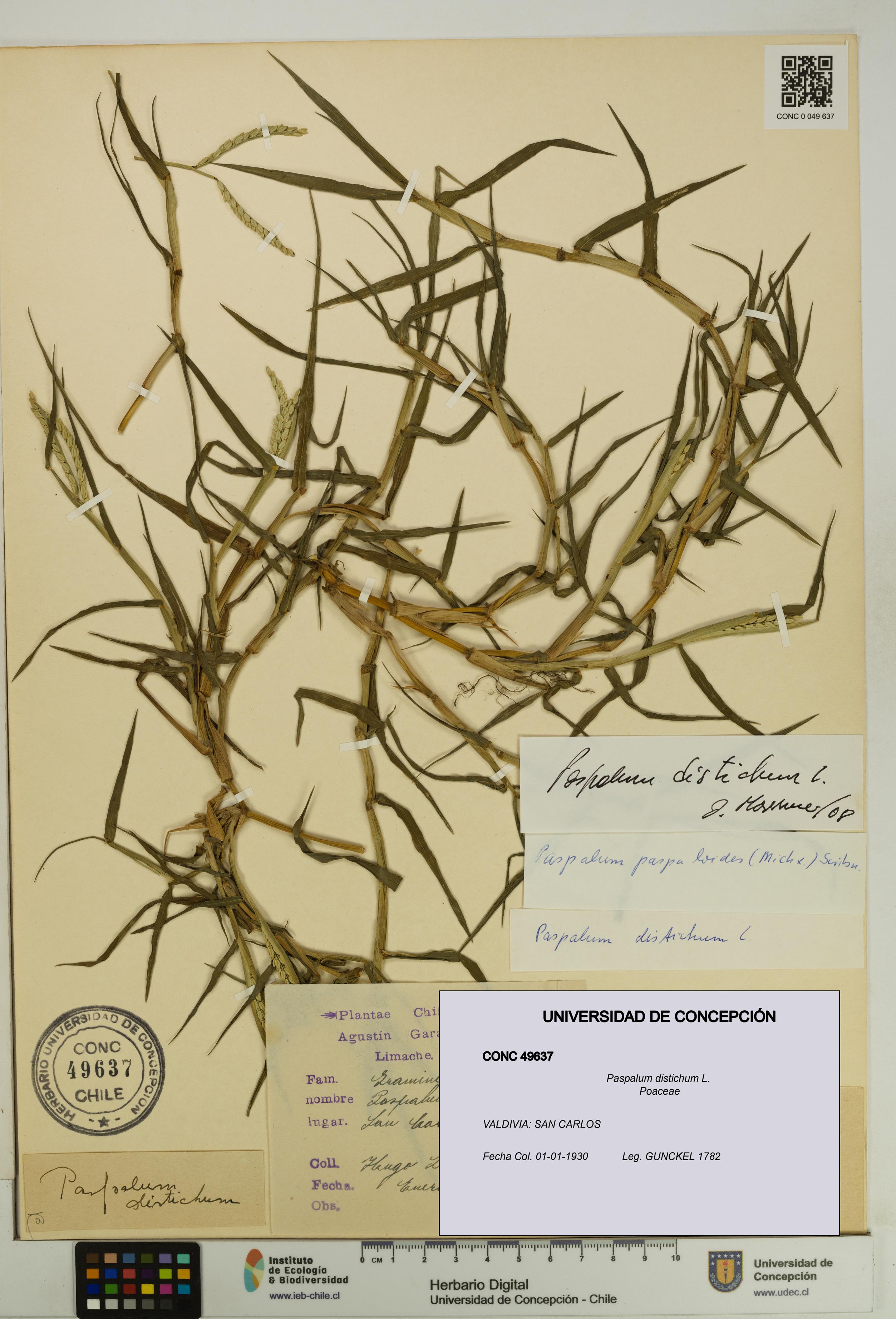 Paspalum distichum [Espécimen: UDEC:CONC:0049637]