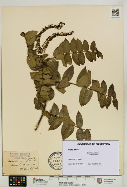 Coriaria ruscifolia [Espécimen: ]