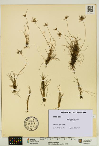 Isolepis nigricans [Espécimen: UDEC:CONC:0049642]