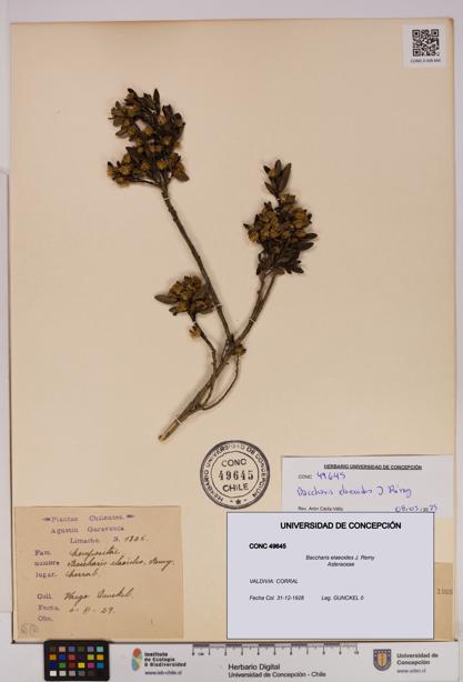 Baccharis elaeoides [Espécimen: UDEC:CONC:0049645]