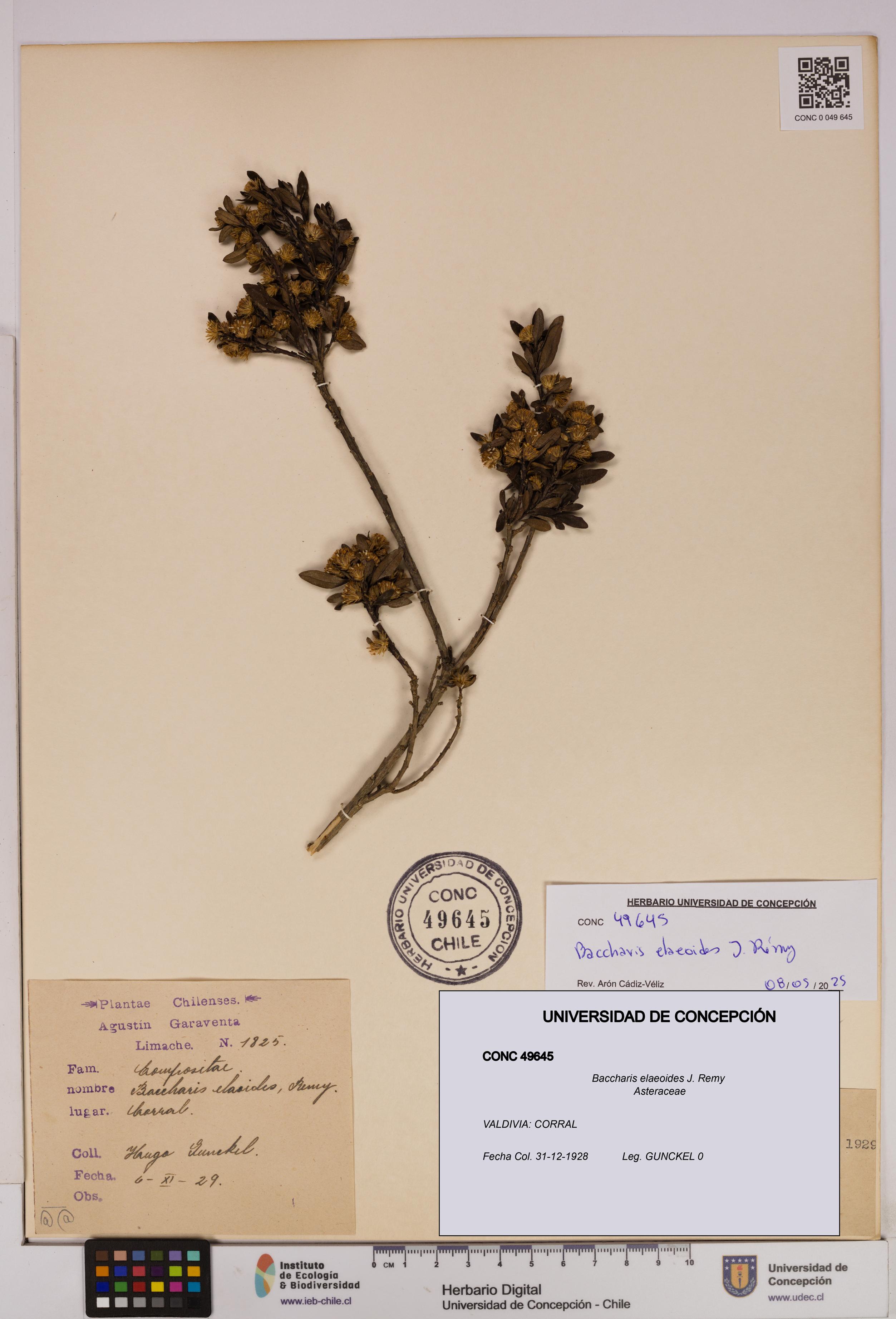 Baccharis elaeoides [Espécimen: UDEC:CONC:0049645]