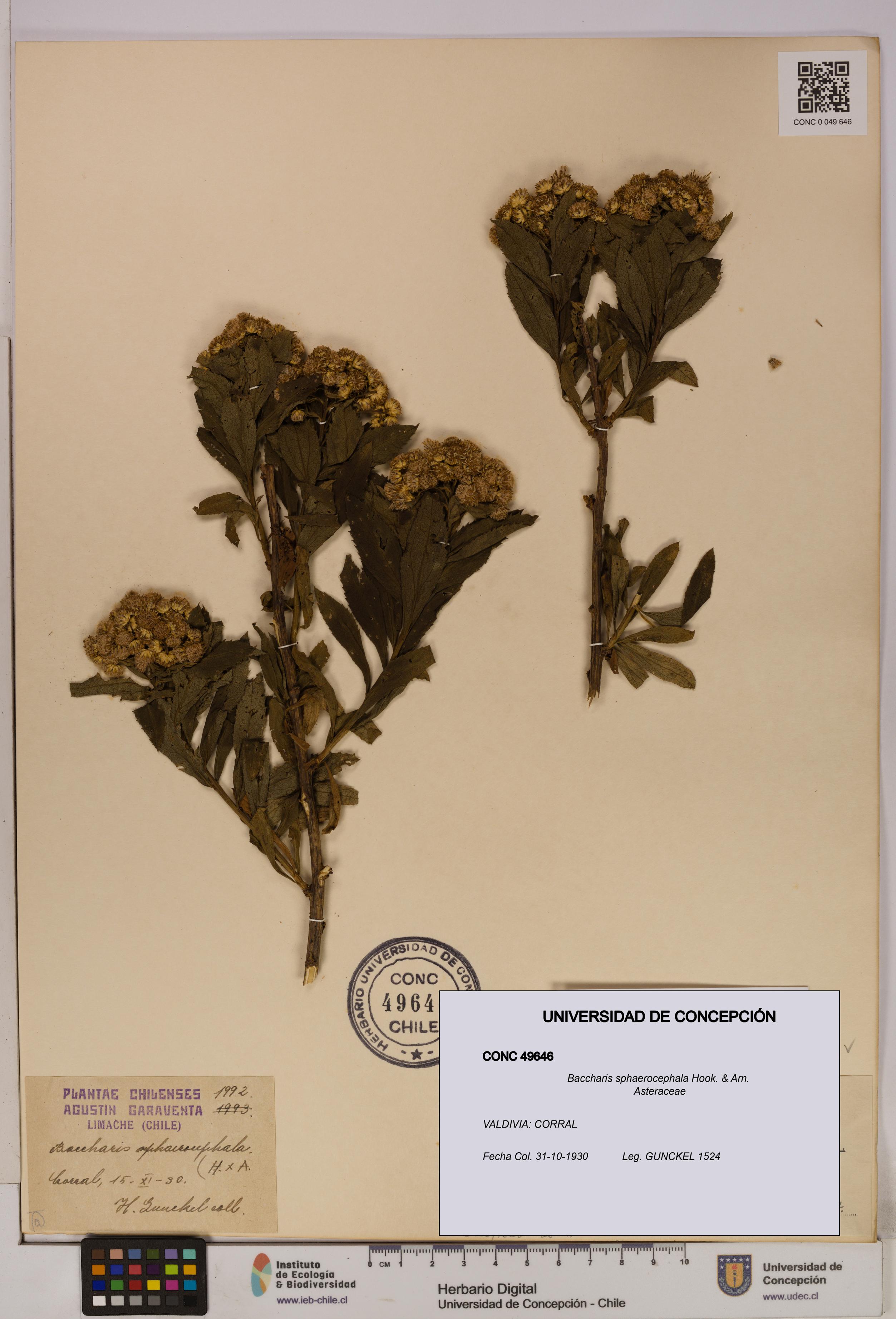 Baccharis sphaerocephala [Espécimen: UDEC:CONC:0049646]