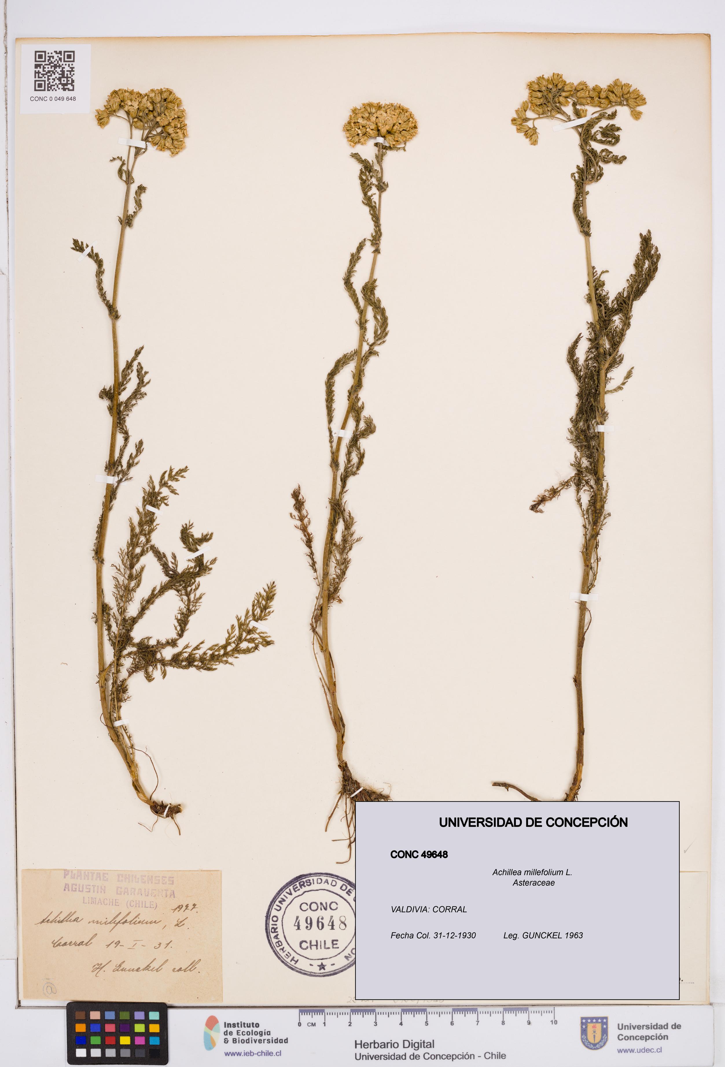 Achillea millefolium [Espécimen: ]