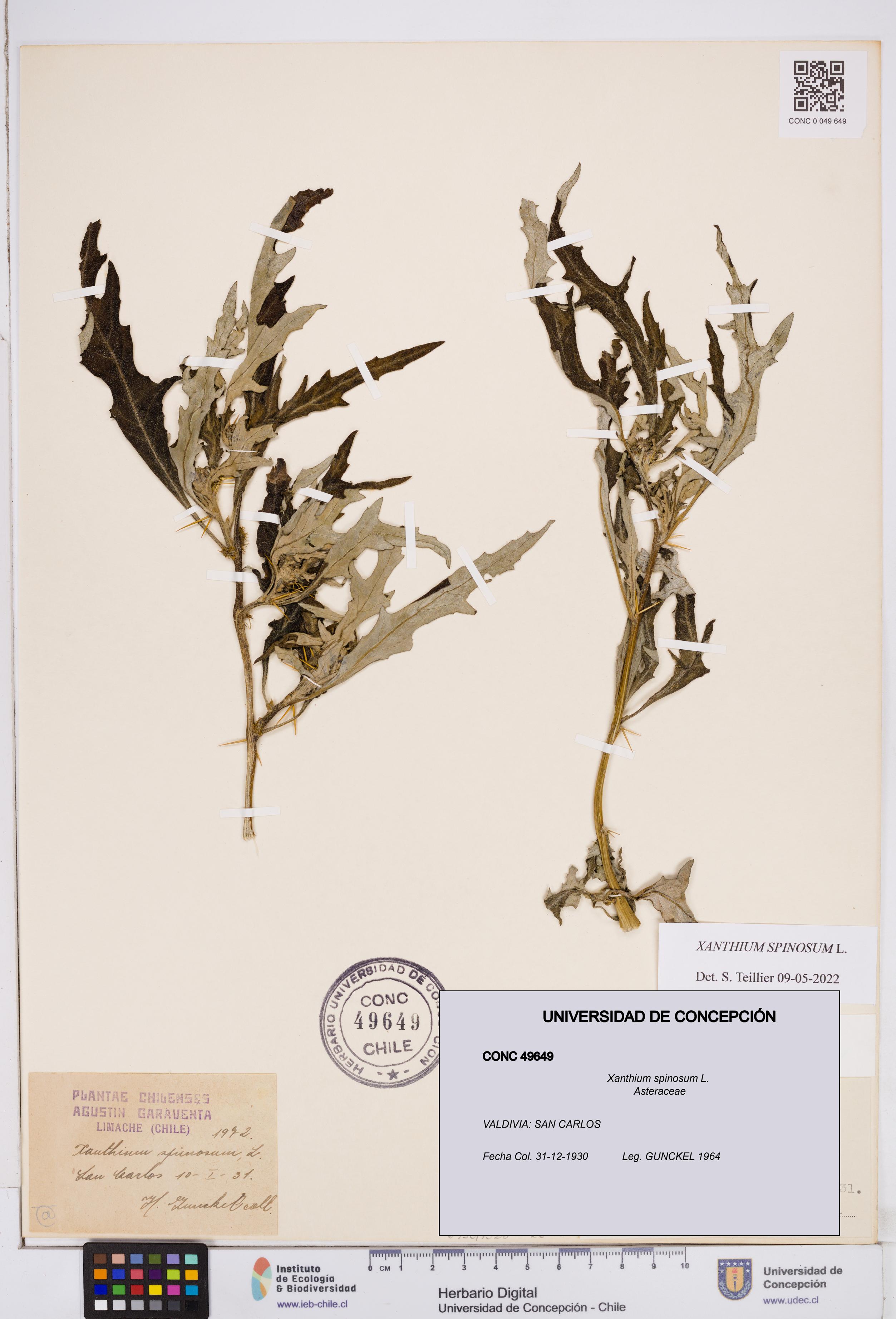 Xanthium spinosum [Espécimen: ]