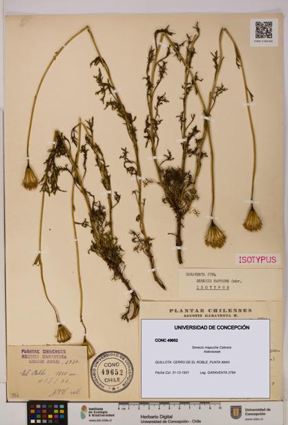 Senecio mapuche [Espécimen: UDEC:CONC:0049652]