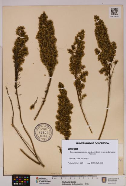 Ophryosporus paradoxus [Espécimen: UDEC:CONC:0049653]