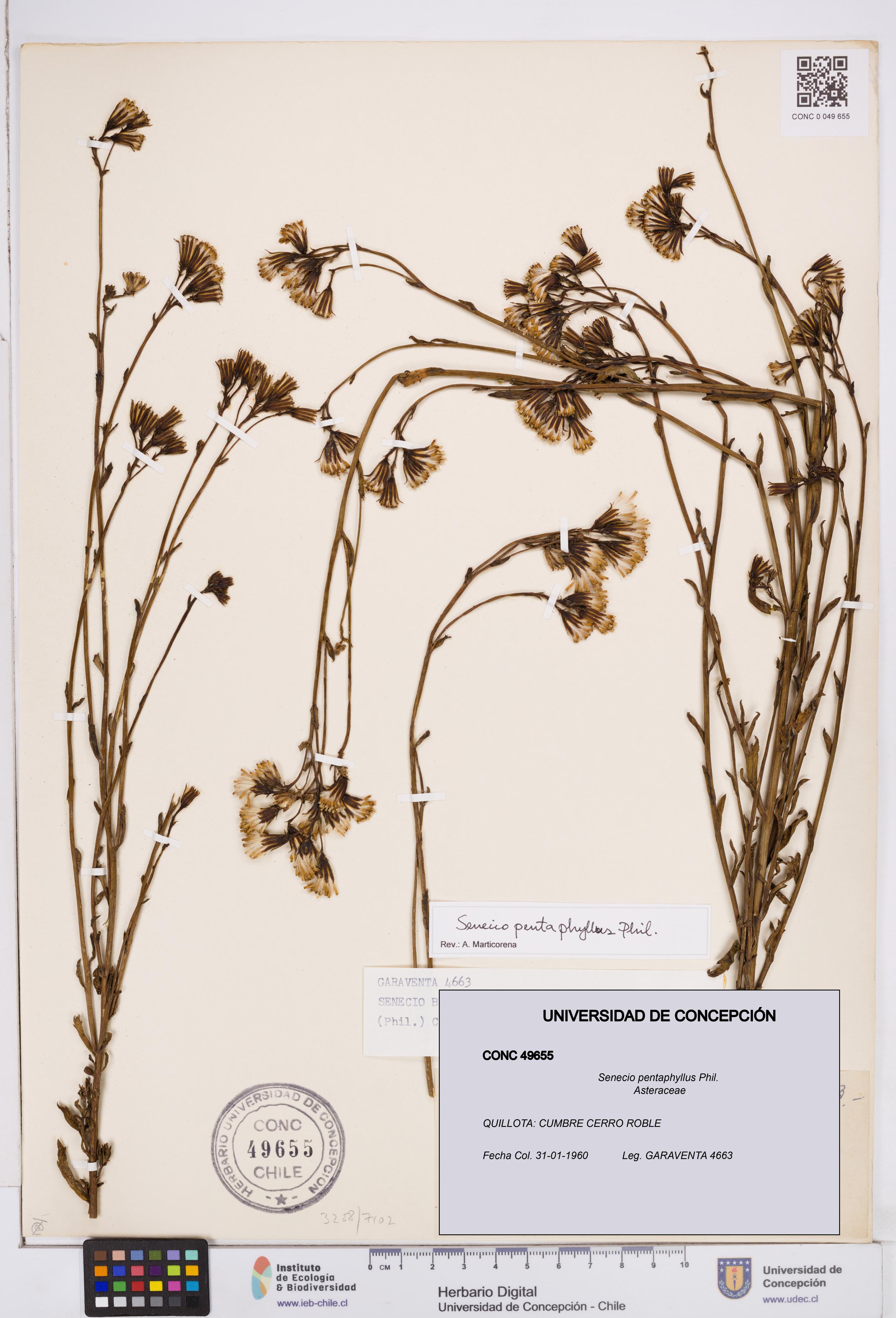 Senecio pentaphyllus [Espécimen: ]