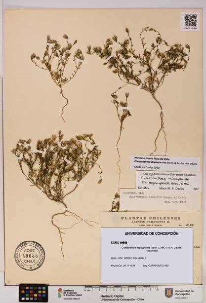 Chaetanthera depauperata [Espécimen: UDEC:CONC:0049656]