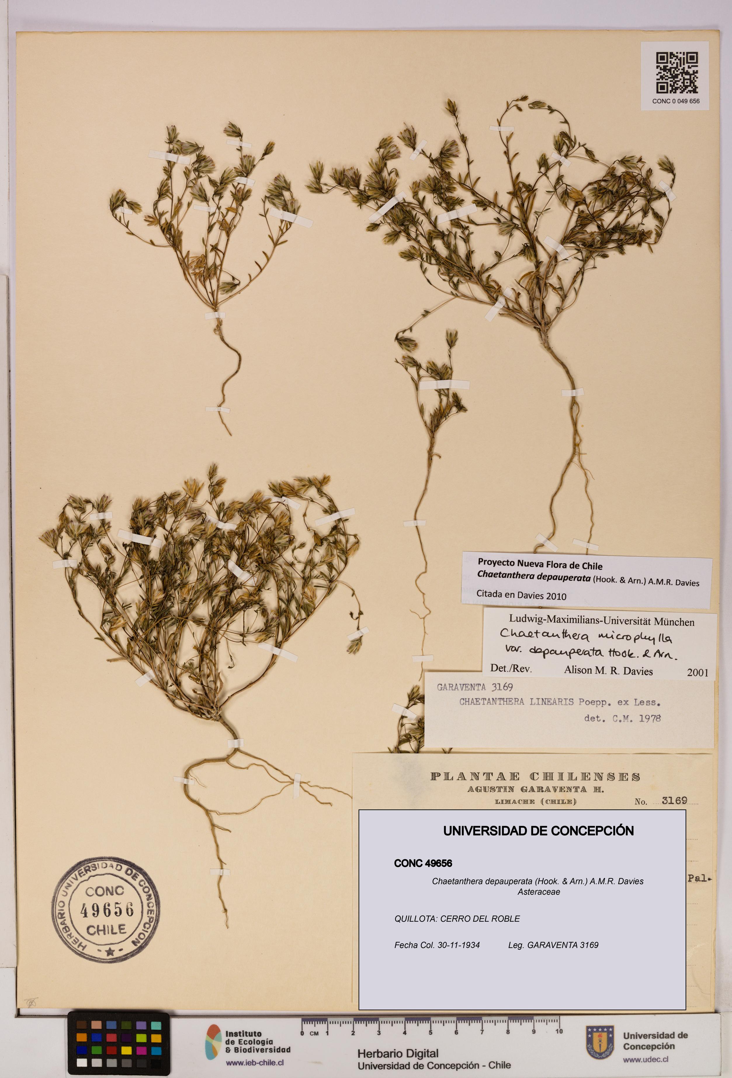 Chaetanthera depauperata [Espécimen: UDEC:CONC:0049656]