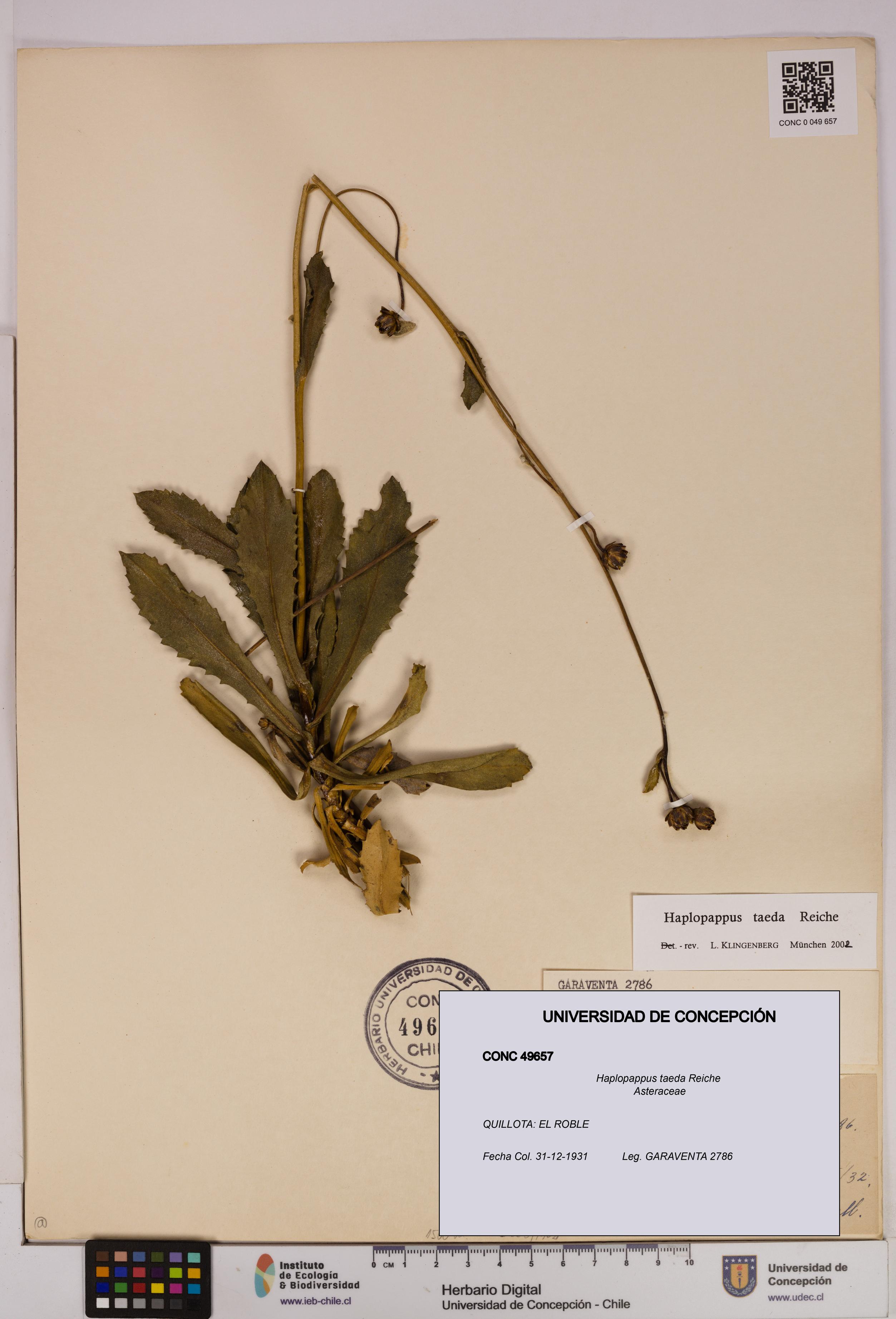 Haplopappus taeda [Espécimen: UDEC:CONC:0049657]