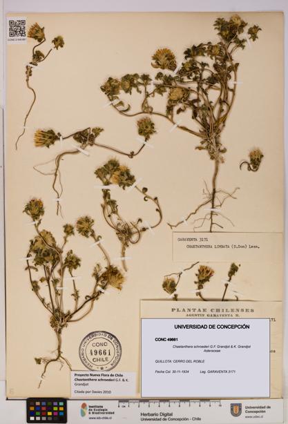 Chaetanthera schroederi [Espécimen: UDEC:CONC:0049661]