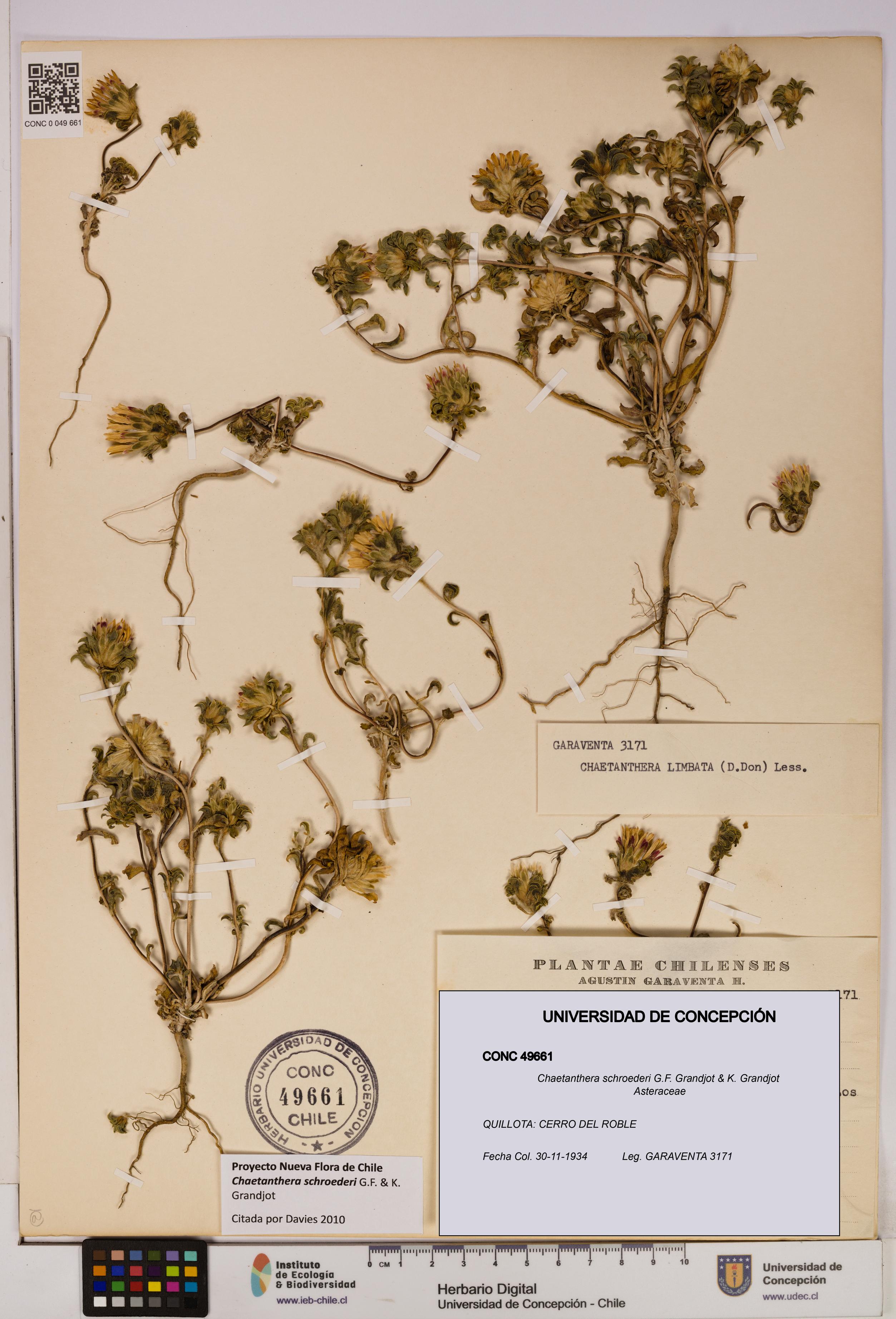 Chaetanthera schroederi [Espécimen: UDEC:CONC:0049661]