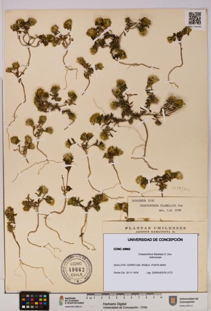 Chaetanthera flabellata [Espécimen: UDEC:CONC:0049662]