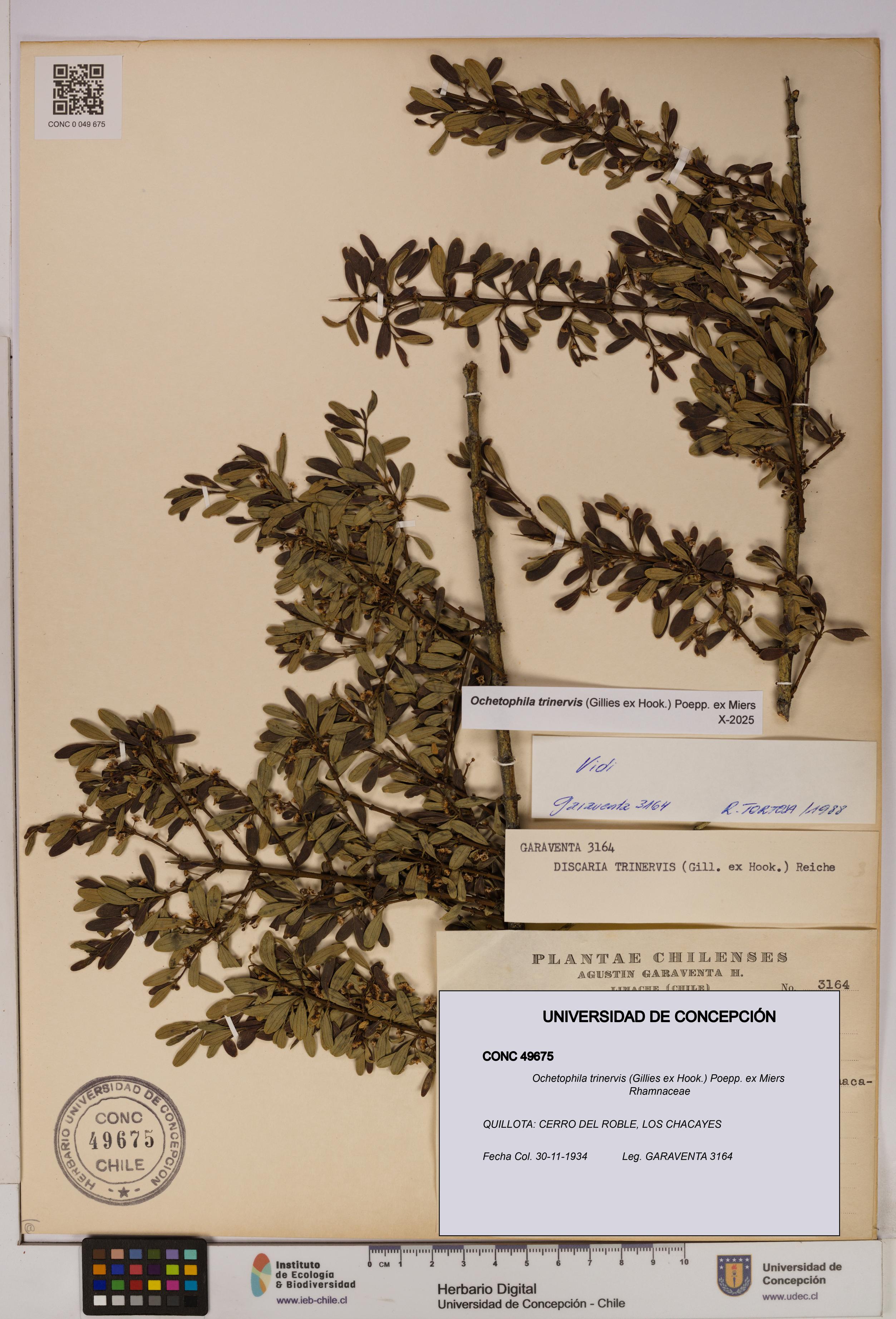 Ochetophila trinervis [Espécimen: UDEC:CONC:0049675]